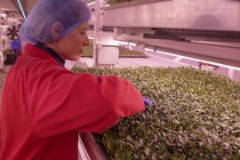 Їжа майбутнього: у лондонському протибомбовому укритті вирощують салат і руколу