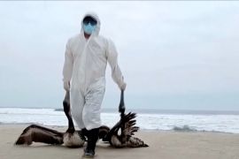 Спалах пташиного грипу: 13 000 пеліканів померли в Перу
