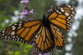 Мільйони метеликів-монархів знову прилетіли на зимівлю до Мексики
