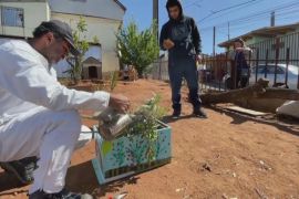Бджоляр-аматор рятує міських бджіл у Чилі