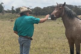 Як диким коням Австралії знаходять нову домівку