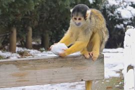 Сніг і мороз для мешканців Лондонського зоопарку стали несподіваним подарунком