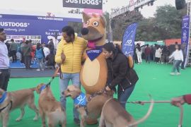 Ігри, конкурси й нові друзі: у Нью-Делі влаштували свято для котів і собак