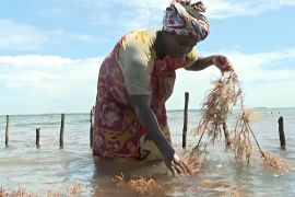 Ферми морських водоростей допомагають кенійкам добре заробляти