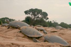 Сотні тисяч черепах вилупилися на березі річки в Бразилії