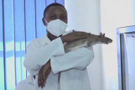 В Африці щурів навчають виявляти туберкульоз