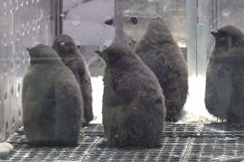 Маленькі пінгвінятка радують відвідувачів зоопарку в Мексиці