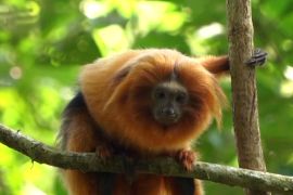 Бразильські науковці полюють на рідкісних мавпочок, щоб їх урятувати