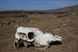 Найбільша посуха за пів століття позбавляє чилійців пасовищ та прибутку