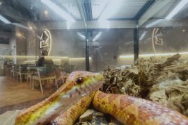 Посидіти в кафе в оточенні змій та скорпіонів пропонують у Малайзії