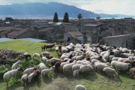«Кудлаті газонокосарки»: 150 овець очистять Помпеї від бур’янів