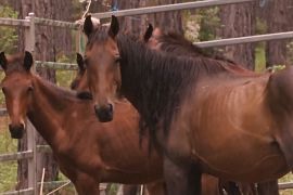 В Австралії роздають диких коней