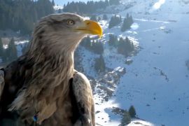 Коні й орлани розважають туристів у малосніжну зиму у французьких Альпах