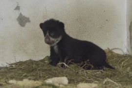 Андське ведмежа, що народилося в Колумбії, допоможе зберегти рідкісний вид