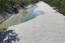 Масова загибель риби сталася в другій за довжиною річці Австралії