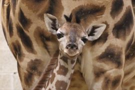 Дитинча рідкісного жирафа Ротшильда народилося в зоопарку в Бельгії