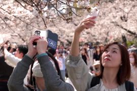 Уперше з початку пандемії: японці вишли на пікнік, щоб помилуватися квітом сакури