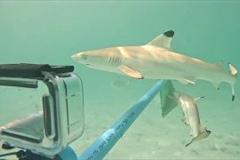 Баланс між акулами й туристами намагаються зберегти на тайському пляжі