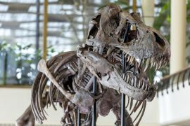 Рідкісний скелет тиранозавра піде з молотка у Швейцарії