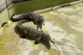 Смертельний номер: як крокодилів «водять» до лікаря в зоопарку в Перу