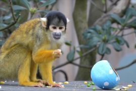 Тигри, сурикати й мавпи полювали на великодні яйця в Лондонському зоопарку