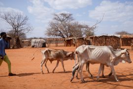 Посуха в Ефіопії загрожує людям голодом