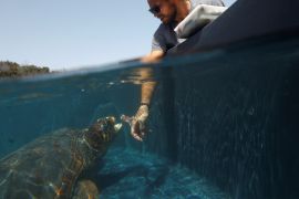 Рідкісні черепахи колонізують Середземне море