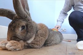 Ніжний гігант: німецькі кролі стають популярними домашніми тваринами