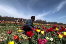 Мільйон тюльпанів квітнуть на фермі в Нью-Джерсі
