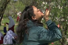 Квітучий мигдаль приніс весну до індійського Кашміру