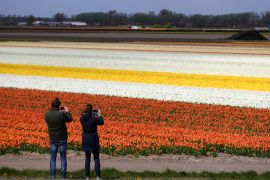 Тюльпани знову квітнуть у нідерландському саду «Кекенгоф»