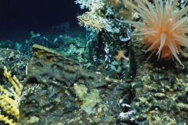 Давній кораловий риф знайшли біля Галапагоських островів