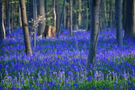 Килим із дзвіночків знову вабить туристів до «Синього лісу», що в Бельгії
