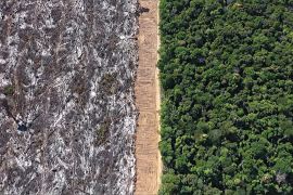 У ЄС затвердили історичні обмеження на імпорт, пов’язаний із вирубуванням лісів