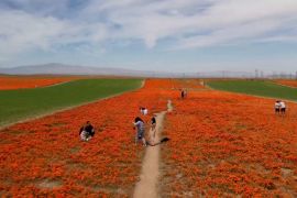 Чарівна пишнота: каліфорнійські маки знову квітнуть