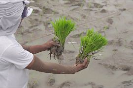 Стійкий до посух та повеней рис розробили на Філіппінах