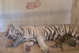 В Індії в білої тигриці народилося троє кошенят різного кольору