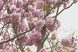 У Ботанічних садах К’ю в Лондоні цвітуть сакури й тюльпани
