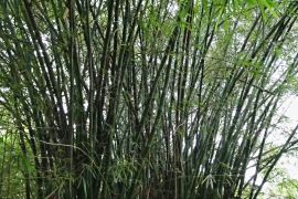 Угандійський журналіст став фермером і тепер вирощує бамбук