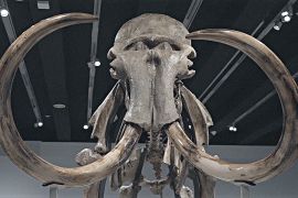 Скелет гігантського мамонта зустрічає відвідувачів виставки в Мадриді