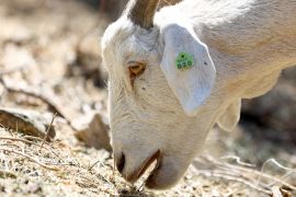 У Чилі кози-рятувальники уберігають ліс від пожеж