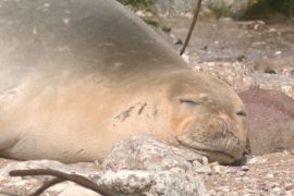 Рідкісний тюлень-монах приплив на ізраїльський пляж