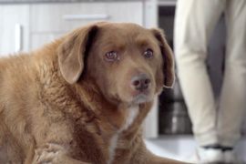 Найстаріший собака: пес Бобі дожив до 31 року