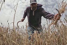 Посуха в Тунісі: фермери збирають зернові раніше, щоб вистачило на корм