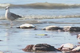 Сотні мертвих птахів викинуло на пляж у Чилі