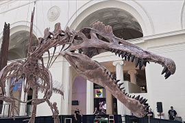 Скелет спінозавра вперше виставили в музеї Чикаго