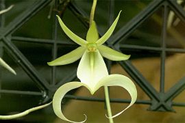 Примарна орхідея вперше зацвіла у Великій Британії