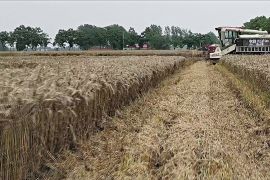Дощі пошкодили частину врожаю пшениці в Китаї