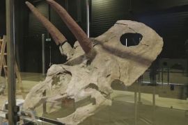 Найбільший у світі череп динозавра виставлять у данському музеї