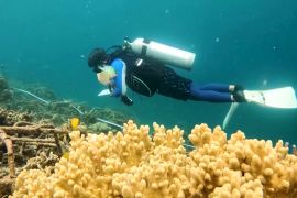 Колишні браконьєри допомагають відновлювати коралові рифи Індонезії